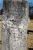 Headstone of Dorinda Wood (1827-1911)